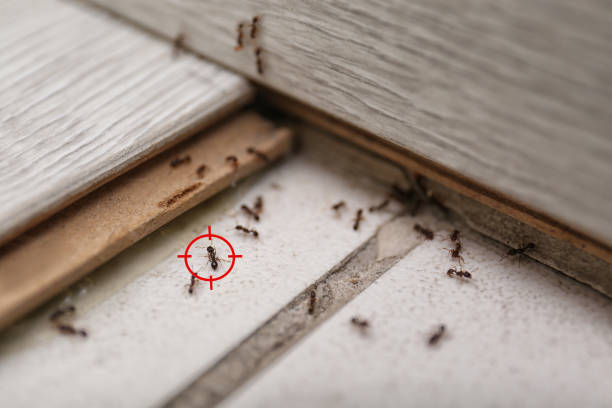 Best Local Pest Control Services  in Seguin, TX