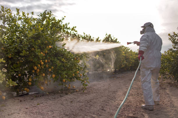 Trusted Seguin, TX Pest Control Experts