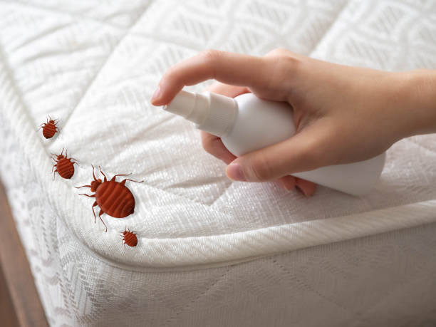 Best Pest Control Near Me in Seguin, TX